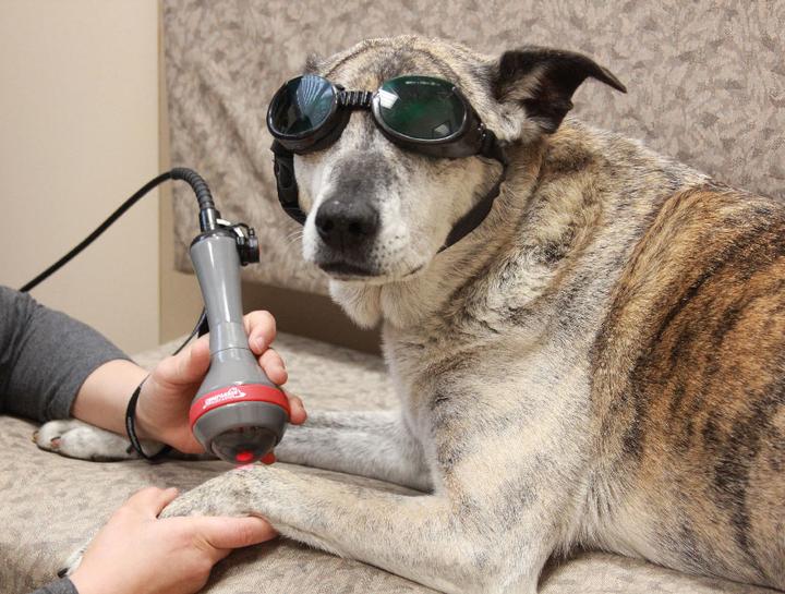 Laser Therapy for Dogs